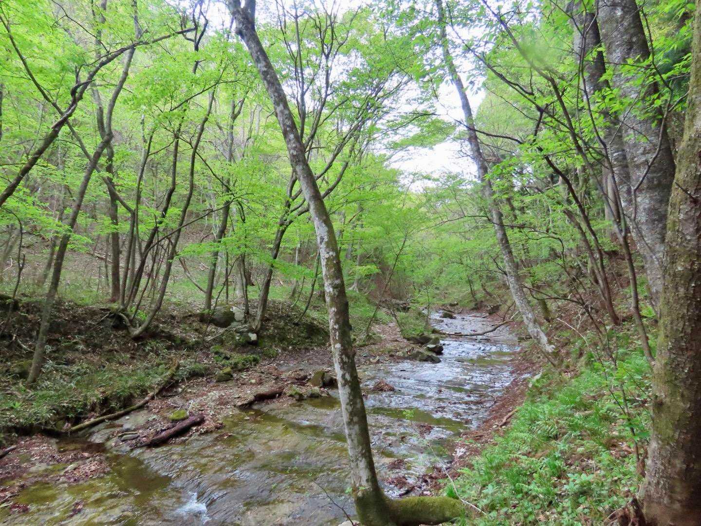 川まで降りてきました。ここも新緑で綺麗🌿
川底全体が岩のスラブになっています