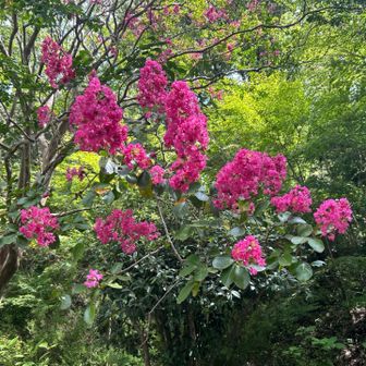 森林植物園のサルスベリ