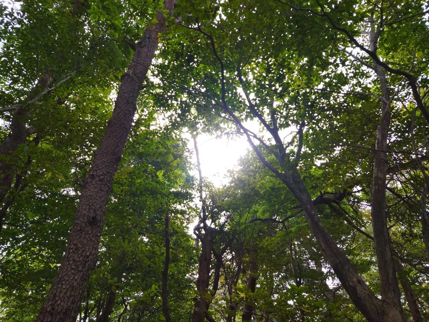 天気は雨がいつ降ってきてもおかしくない感じ。
ごくたまに太陽も出る☀️うれしい