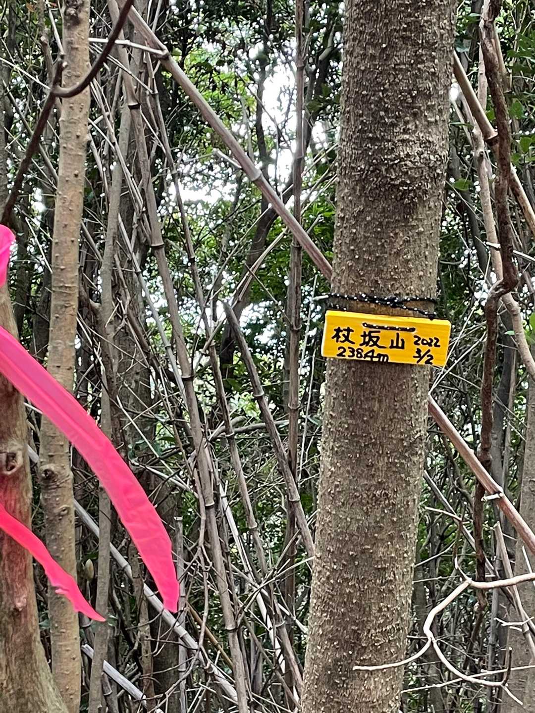 杖坂山の写真