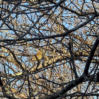 鳥の名前わからず。。