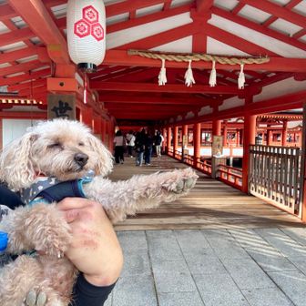 拝観料　大人300円

ペット　無料

🐶ワンちゃん床につけなければOK🙆