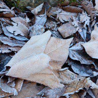 落ち葉が凍ってる