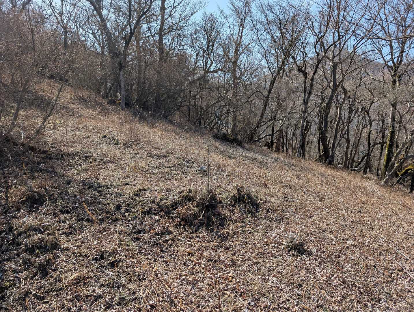 ミカエリソウの群生地