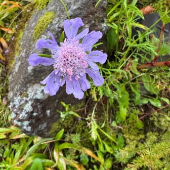 山道入り口に咲いていました。Googleレンズで調べました。マツムシソウ。