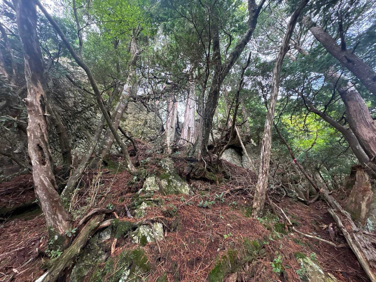下りは木の根地獄が続く