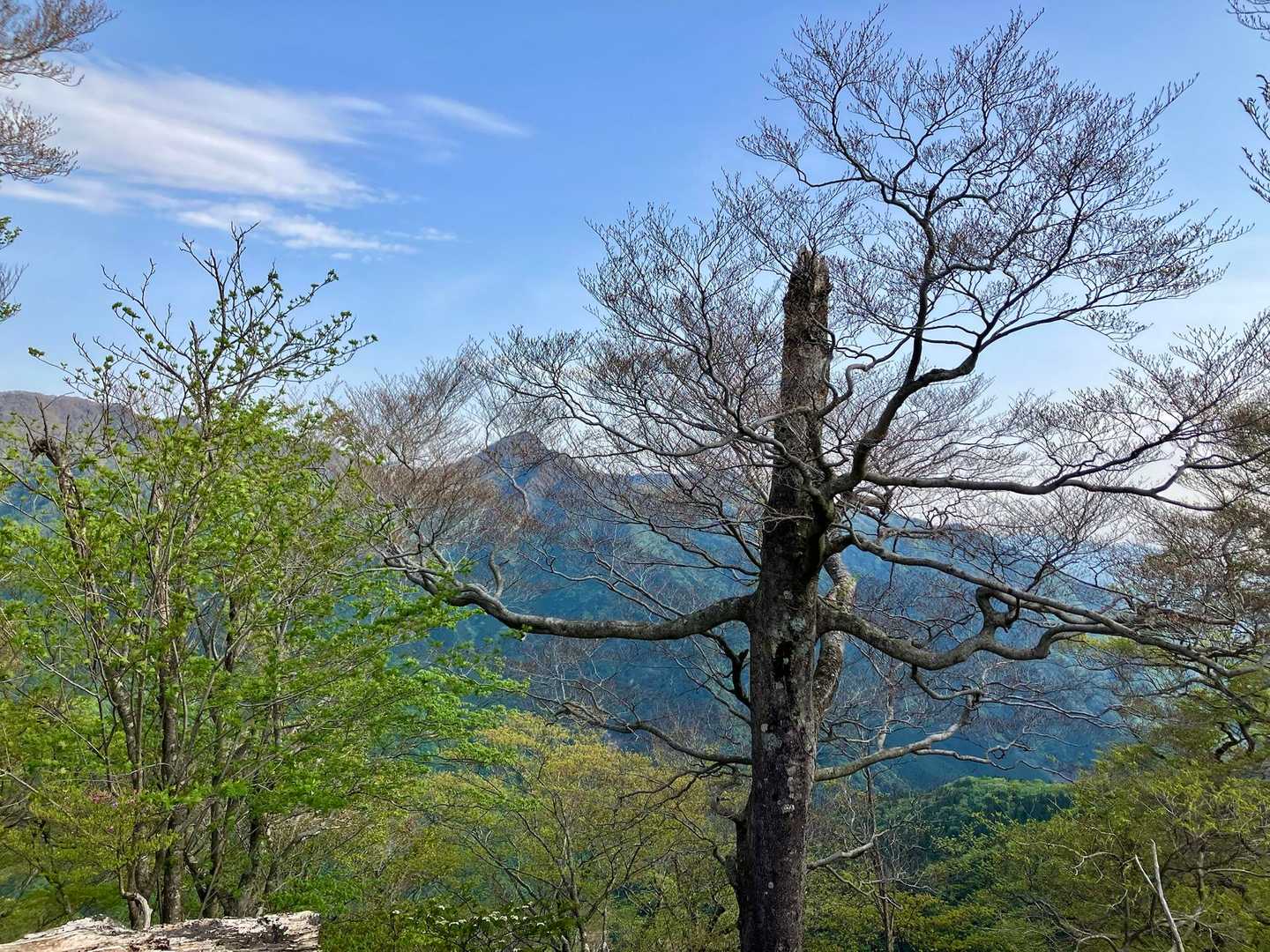 何故か気になる木
ポツンとなんだか淋しそう…