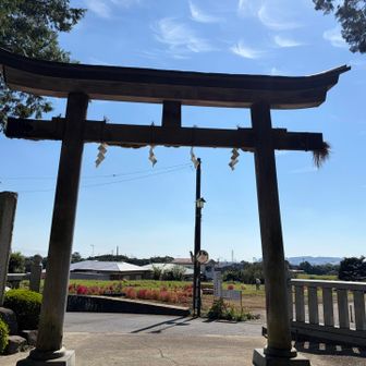 コキアも色ついてる