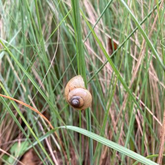 ウスカワマイマイなんだって