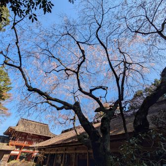 水分神社の桜🌸もう少し