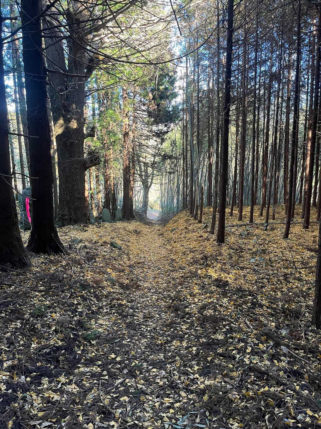仏具山登山道入口-五社神社-仏具山 往復コースの写真