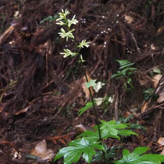 モミジガサ（紅葉傘）
開花まであと少し