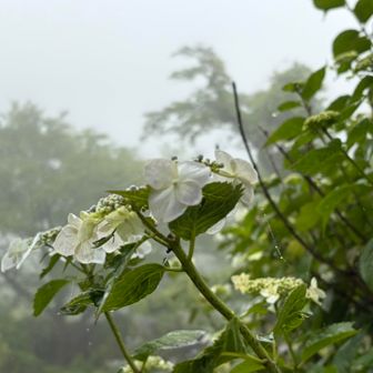 透けてる感じが素敵で