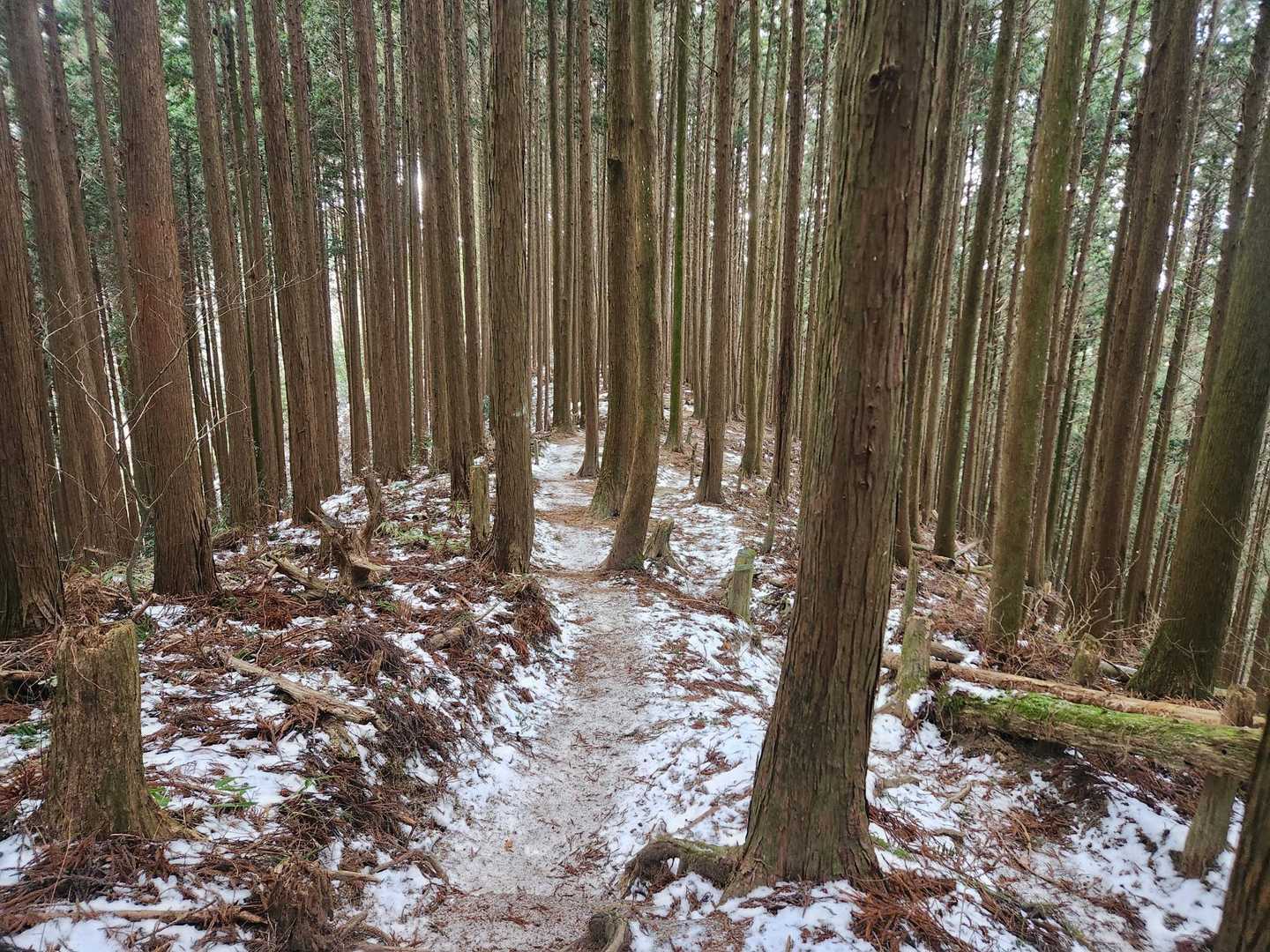 ババ谷の分岐過ぎると急に雪が少なくなる
ここからひたすらチェンスパの外し時を考える🤔𓈒𓂂𓏸💭