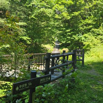 水が流れる急な林道を押し歩いて