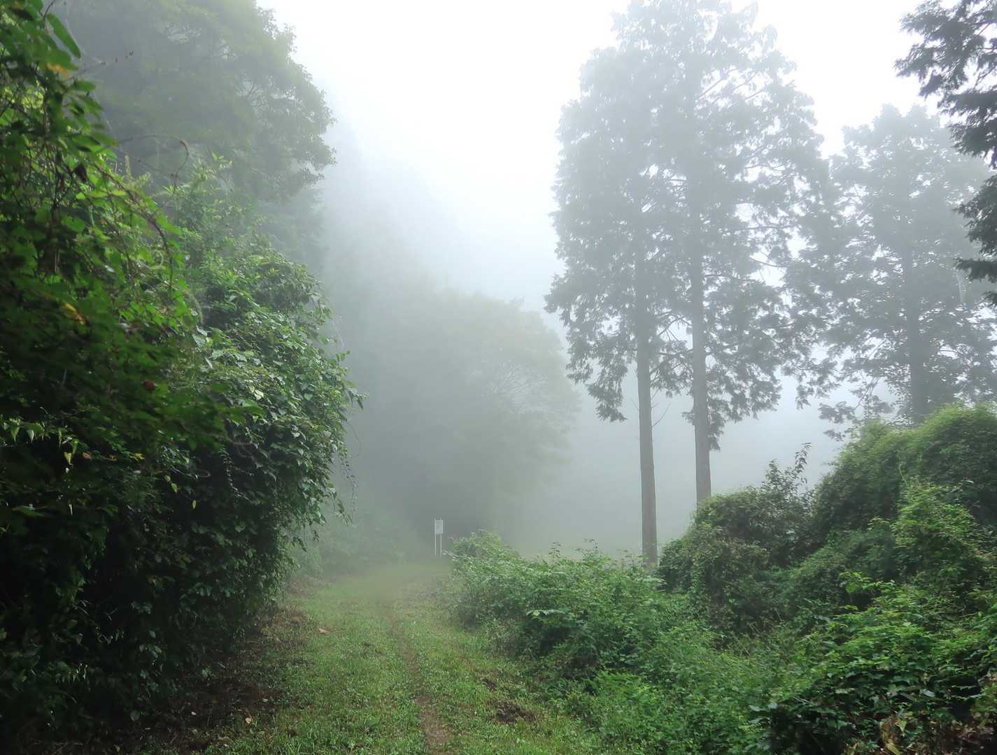 幻想的✨
