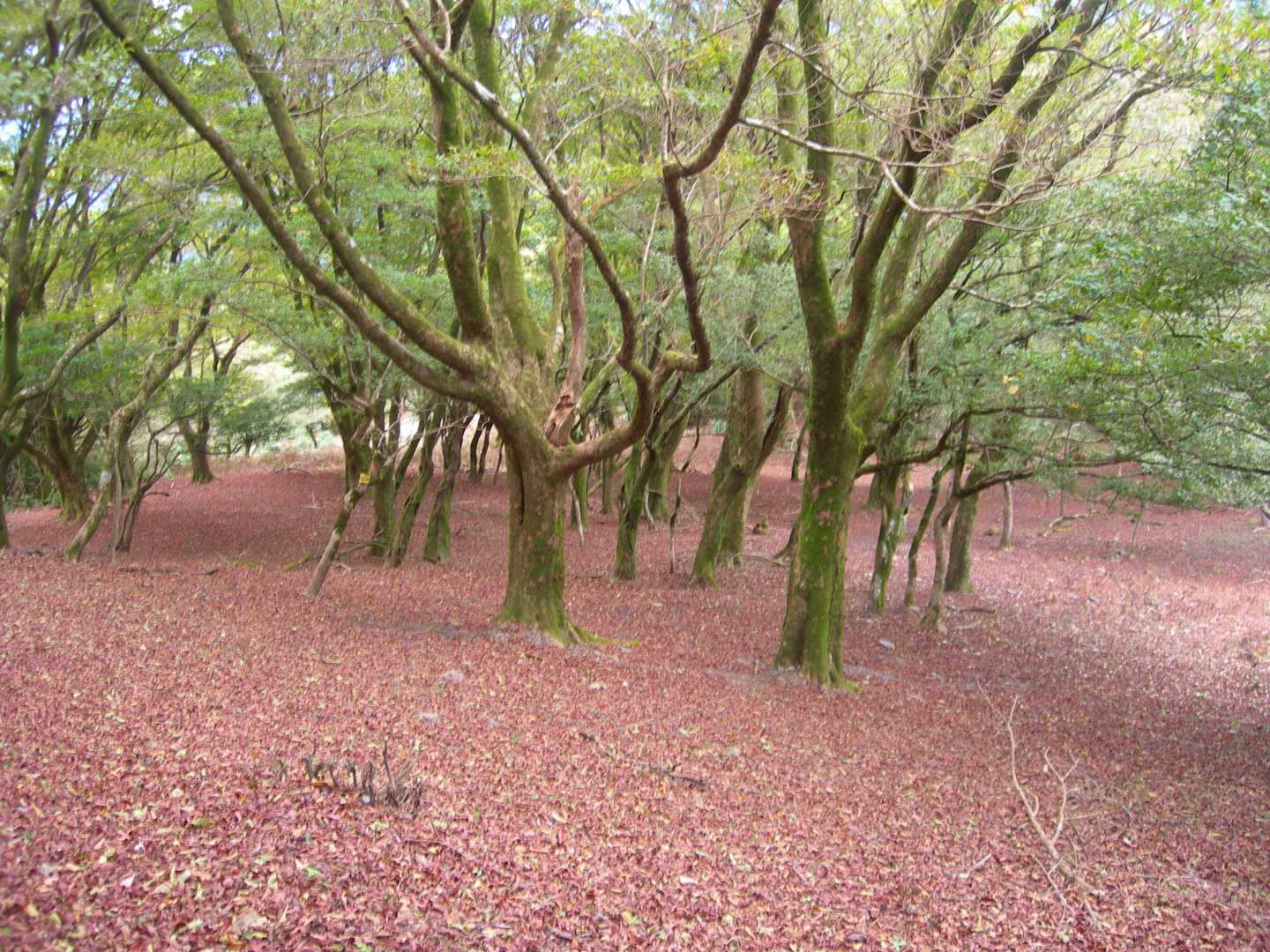 安楽峠-安楽峠登山口-臼杵ヶ岳-小太郎峠-船石-御所平 往復コースの写真
