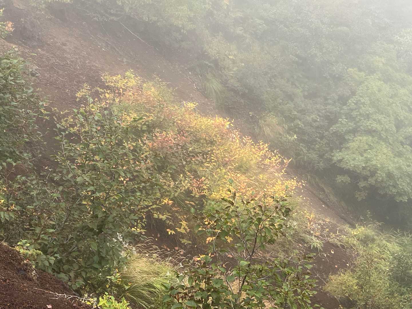 少し紅葉が