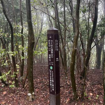 シビレ山465m  なぜシビレなのかなぁ？
ここは丹生山系縦走路コースなんだって。