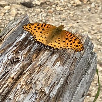 ベンチでは今日もチョウさんがお出迎えです😊
実は、この写真が撮れるかどうかは微妙でした🤔スマホのバッテリー残量がほぼゼロだったので、慌てて充電の準備をしていたところでした🪫🔌