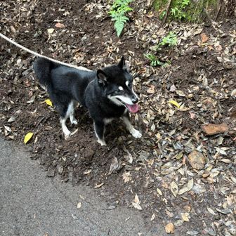 キキちゃん🐕‍🦺
