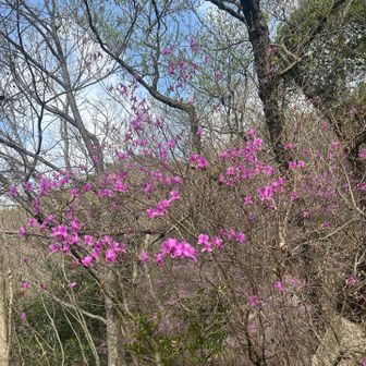 コバノミツバツツジ