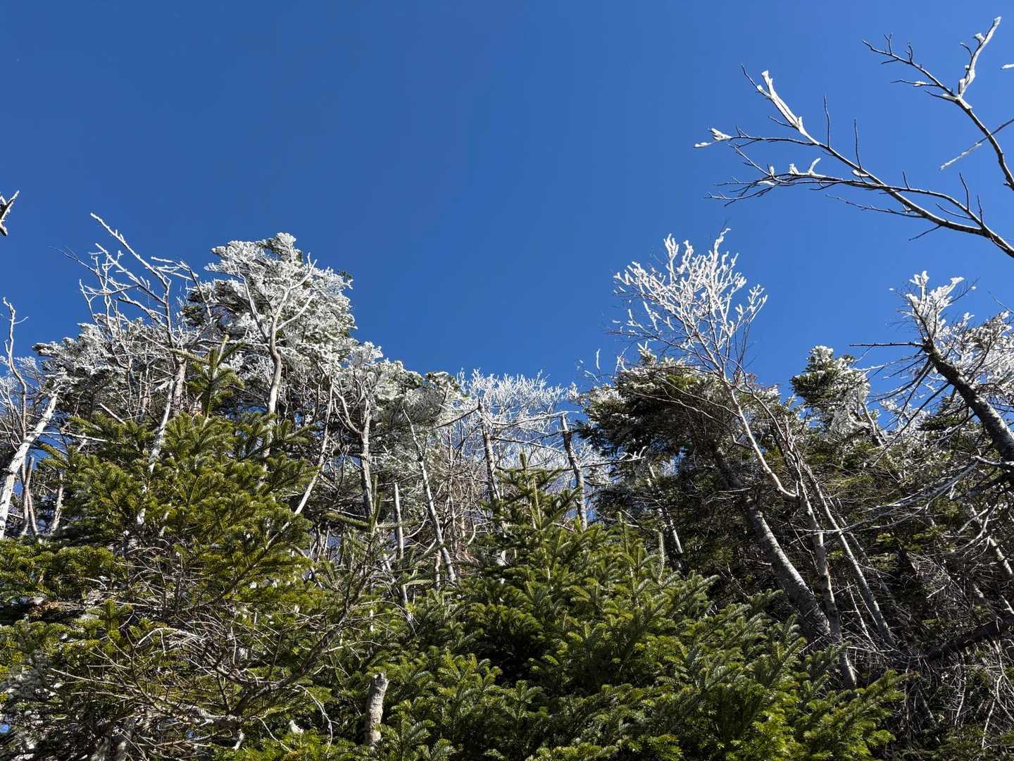 霧氷がきれい❄️
霜柱もあちこち沢山