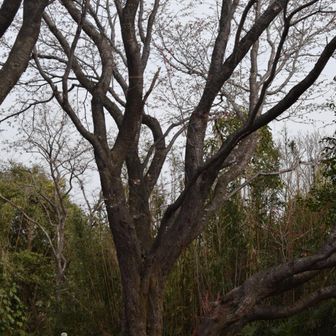 大きな桜の木
