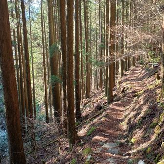 平和な下山道、登る時とは見え方やお日様の光が違うので…癒しの道やぁ‼️