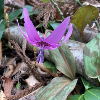 カタクリはポツポツとあちこちに咲き始めています
