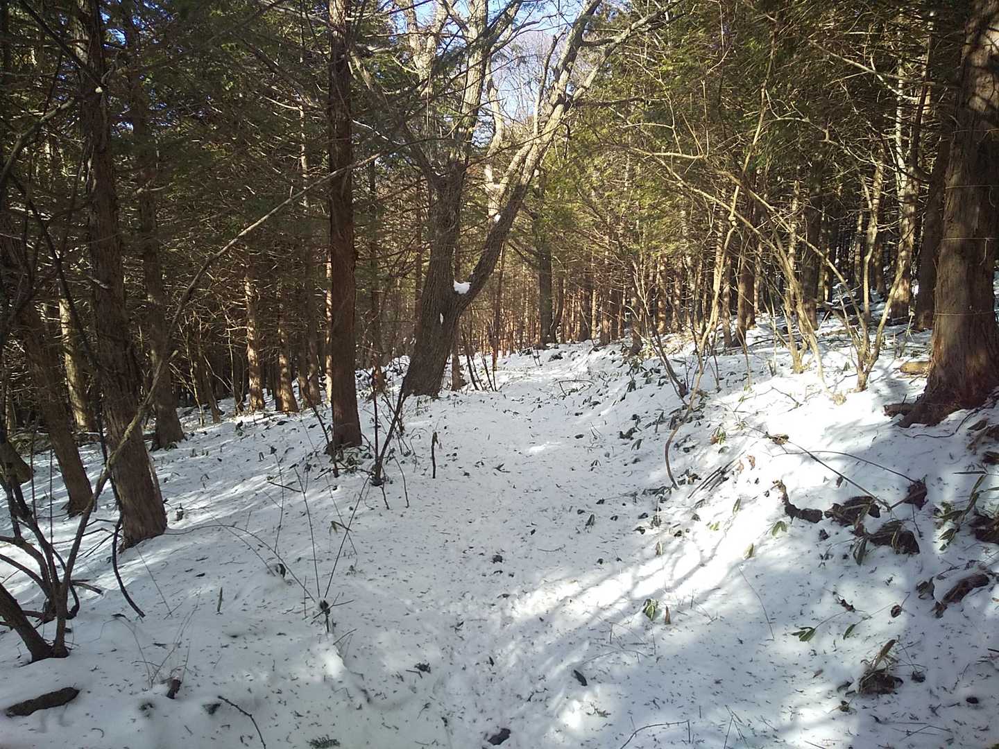 後は緩やかな登山道を下る