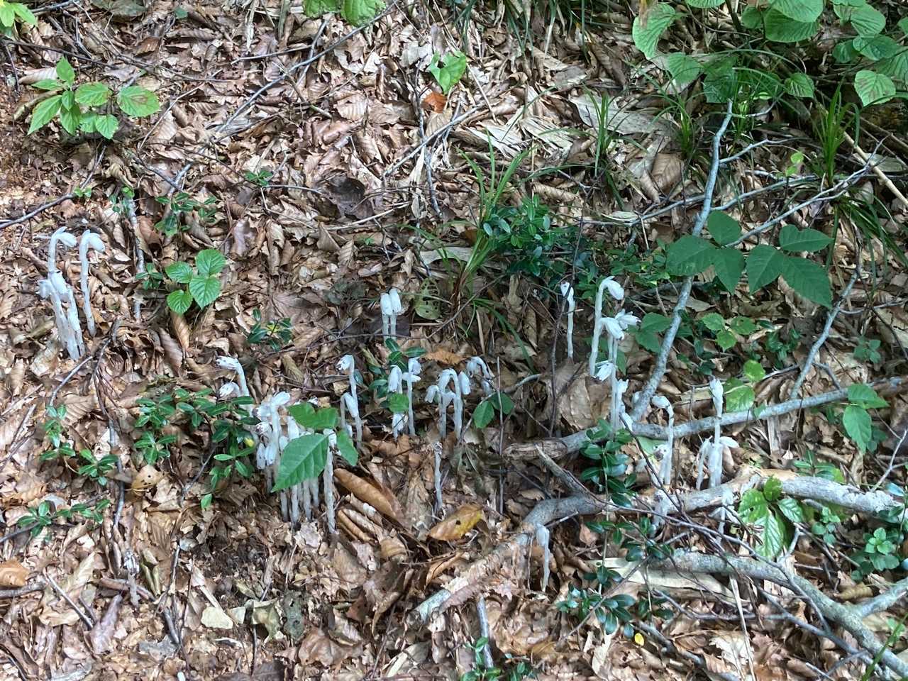 ギンリョウソウの群落