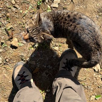 懐かれた猫