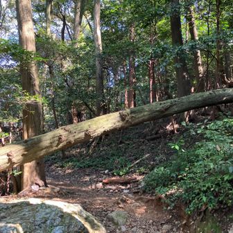 倒木あり😲