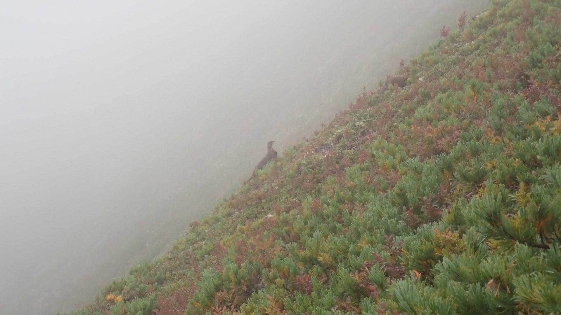 天気が悪い代わりに雷鳥が現れてくれました🤩