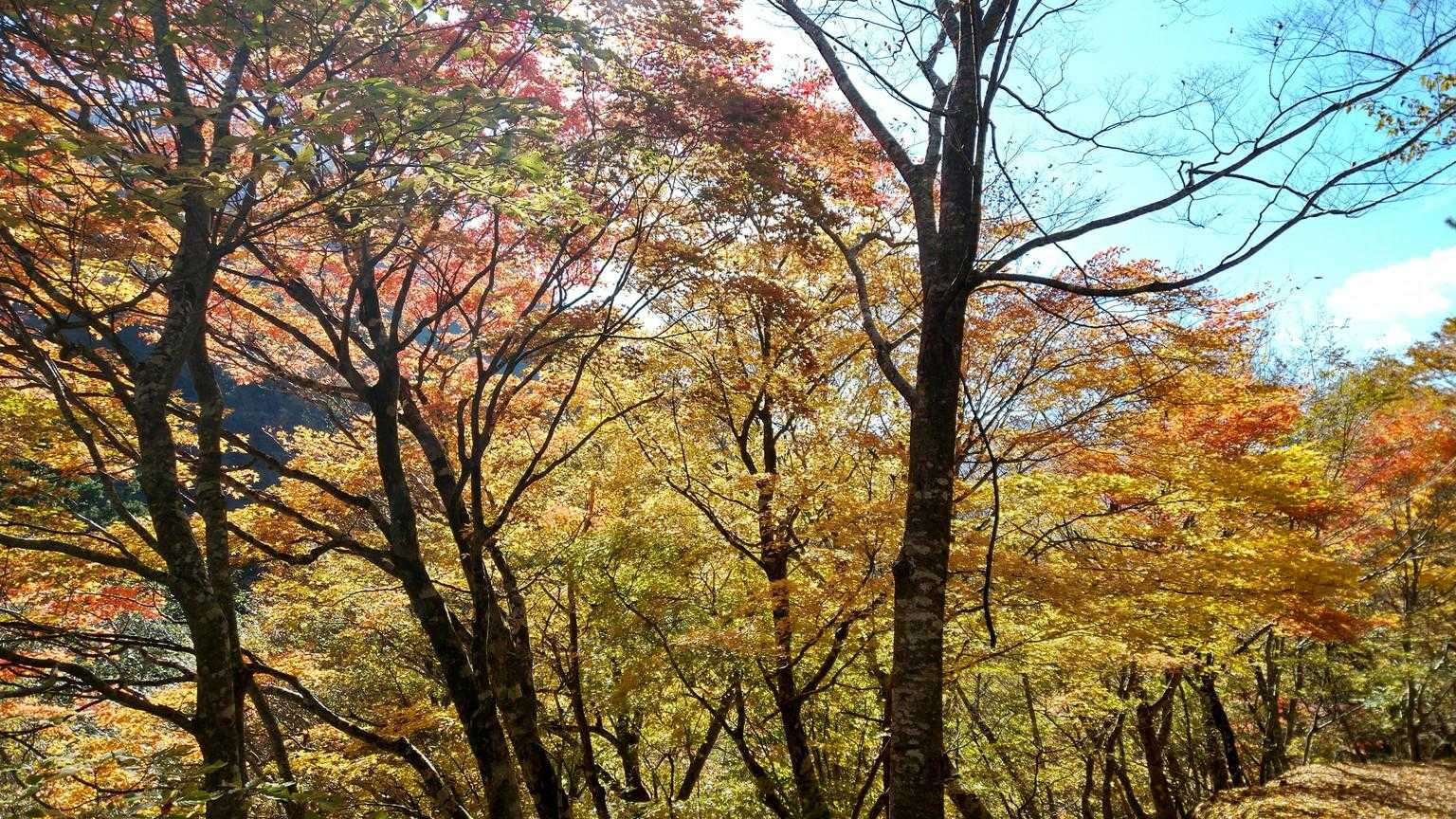 雲早山 周回コースの写真