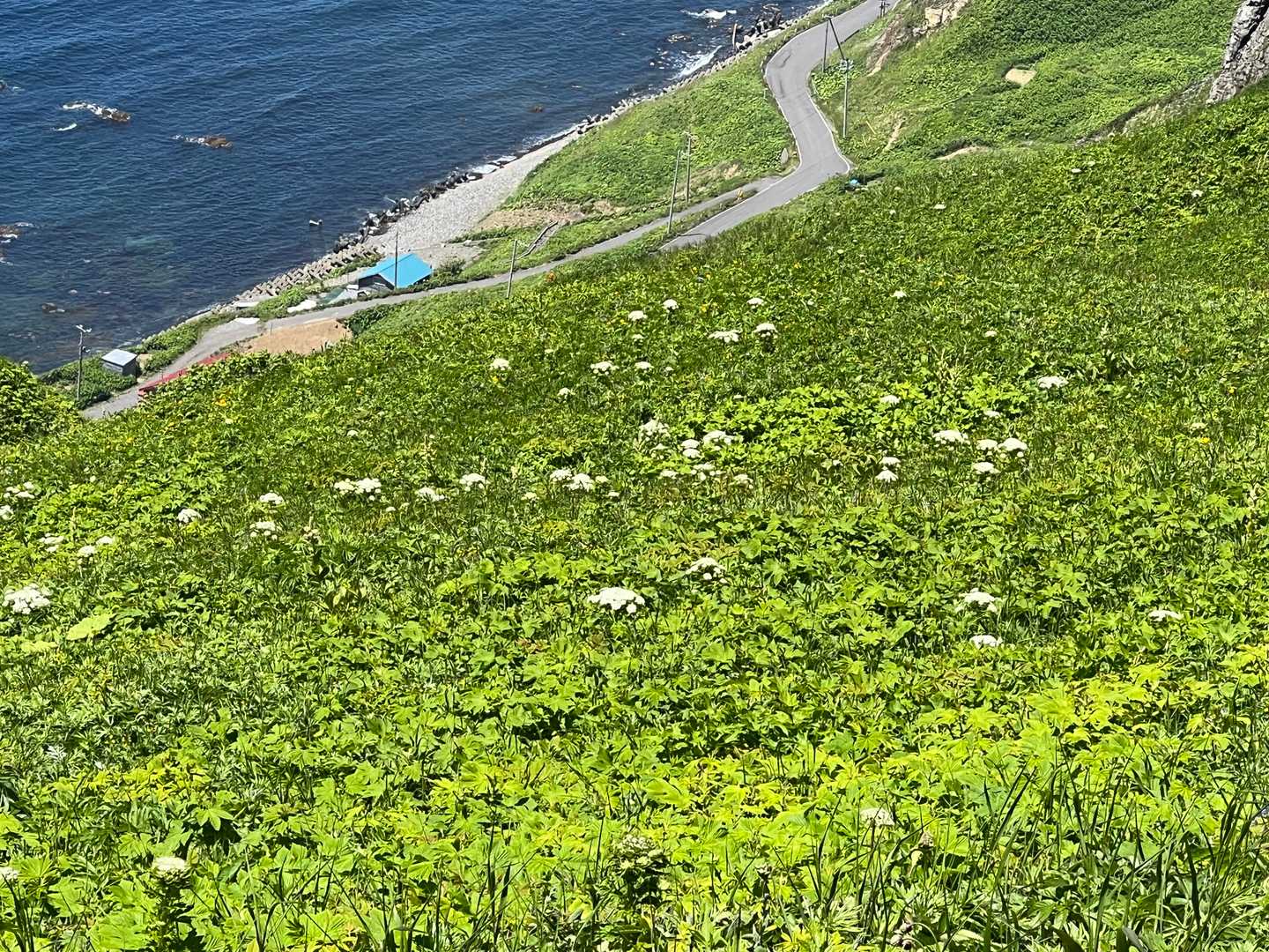 オオハナウドの群生