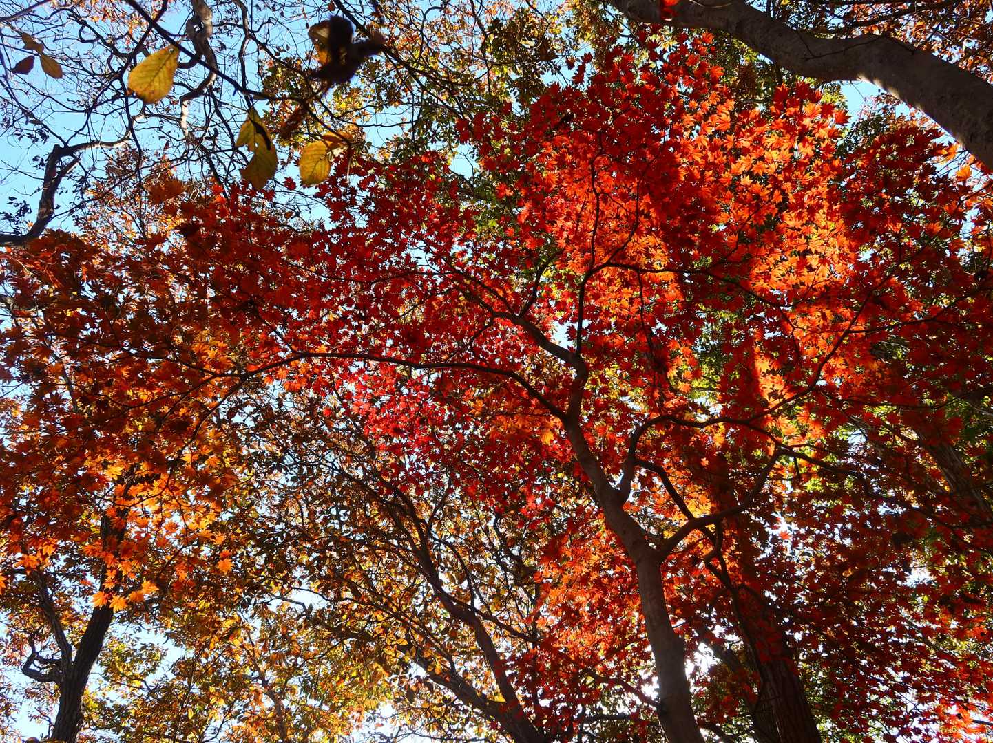 紅葉の下を歩いたり🍁
