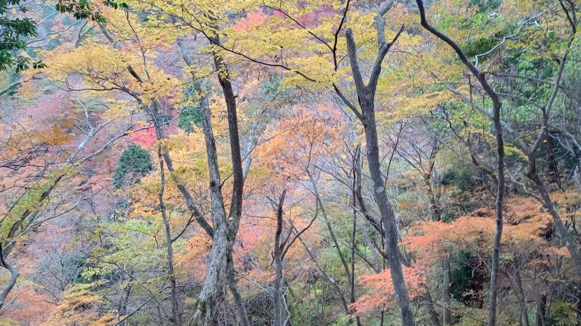船木山登山口-船木山 往復コースの写真