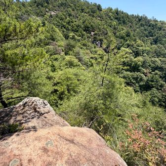 引き返して、さっきの下山路かと、間違えてしまい、また戻って、YAMAP確認したが、なかなか見つからず。高い岩🪨から、道を探す👀
このお立ち台のサイドから下山路みっけ👁️