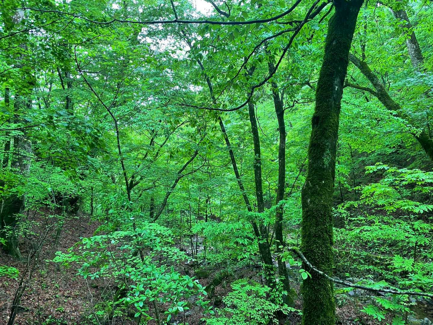 温泉センターバス停-仲の平バス停-西原峠-槇寄山-大沢山- 縦走コースの写真