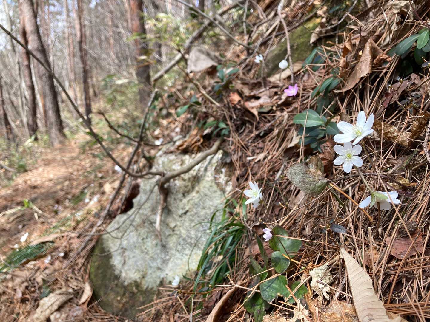 稜線の分岐手前でミスミソウが咲いている。お花見しながら休憩。