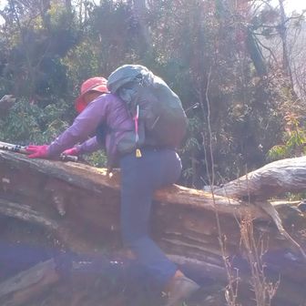 倒木が多い
足が届かない
抱きついて乗り越え