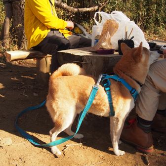 えっ⁉️
かやまる隊⁉️
別犬でしたが、かわいかった～💕

前日にもこれから向かう宝篋山に来られていたようです　惜しい❗