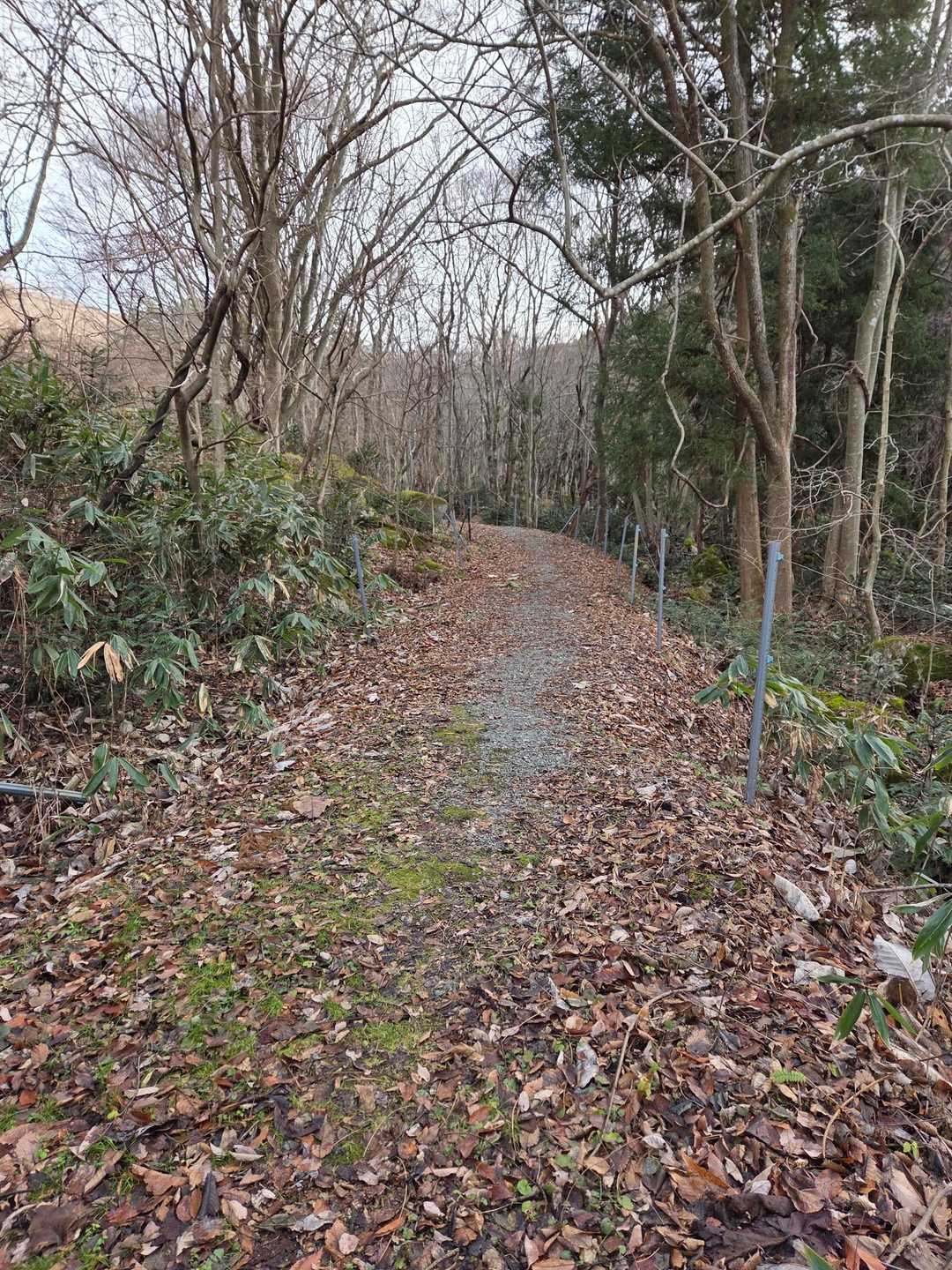 歩きやすい登山道です🍂