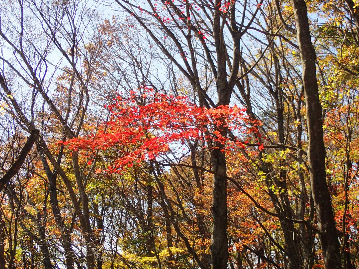 滝登山口-額取山-大将旗山 往復コースの写真