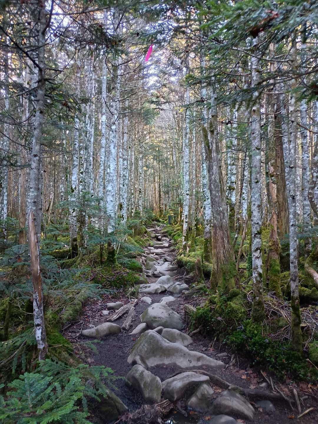 渋の湯バス停-渋ノ湯登山口-中山峠-ニュウ 周回コースの写真