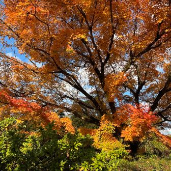 こういうオレンジ色の楓も綺麗ですねぇ～🧡

地下鉄烏丸線の北山駅まで戻りましたが、途中でカフェによったので☕️
そこで、YAMAP はストップしています。

明日は、(松ヶ崎じゃない方の😅)東山の青龍殿と その大舞台を観てから、清水山へと歩くつもりです🐾

今日もありがとうございました❣️