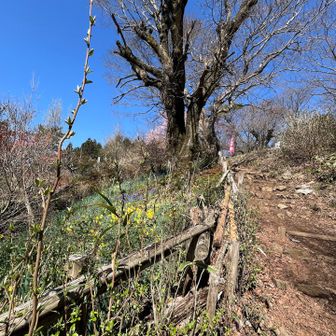 小仏城山、かわいい花が植えてある