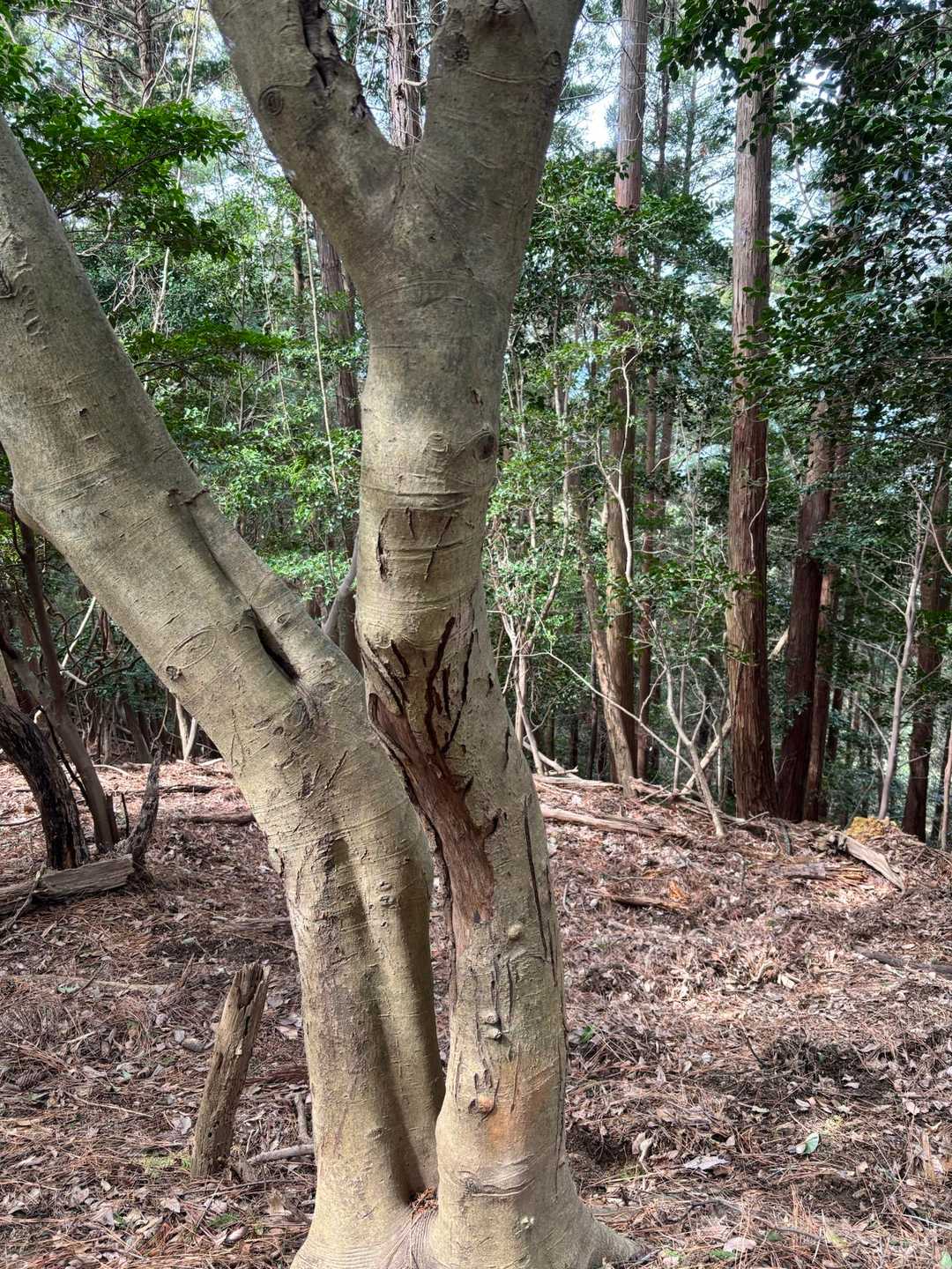 シカ🫎おると？😳
以上。歩き足らずこれから徘徊🤭